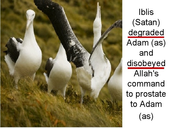 Iblis (Satan) degraded Adam (as) and disobeyed Allah's command to prostate to Adam (as)