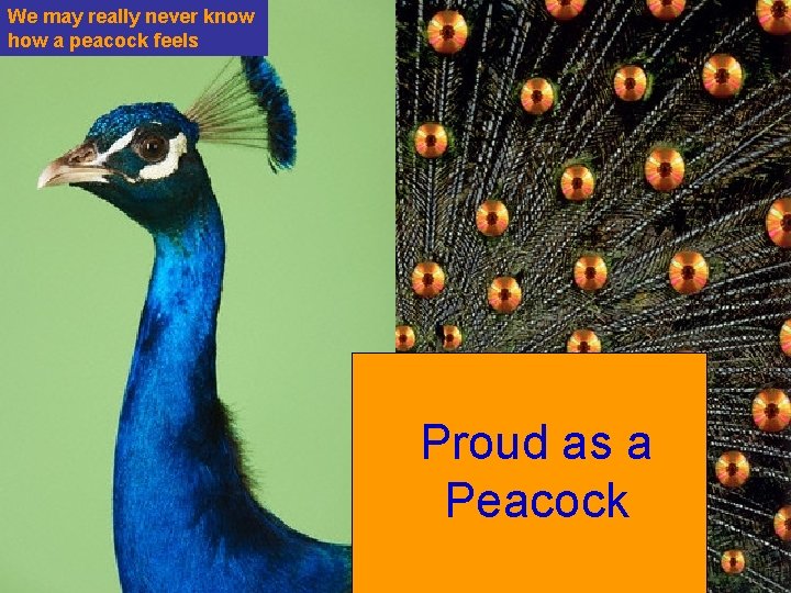 We may really never know how a peacock feels Proud as a Peacock 