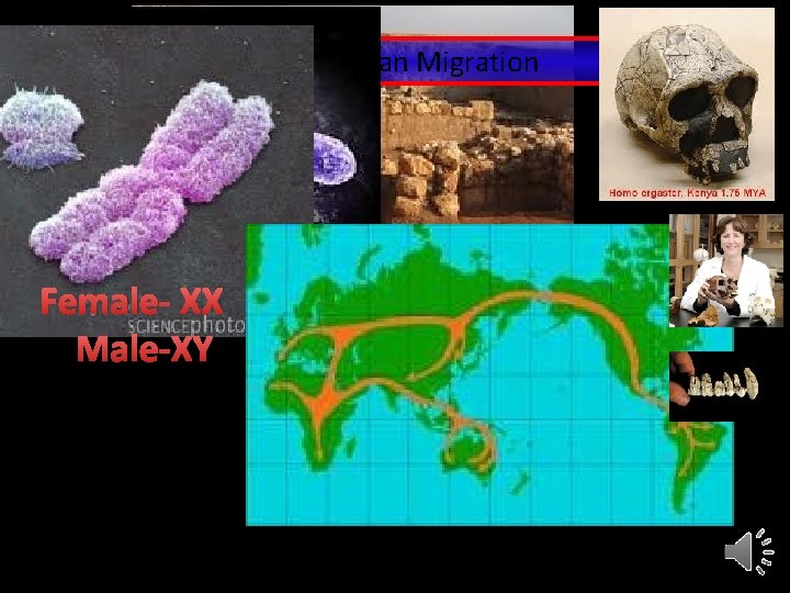 Early Human Migration Female- XX Male-XY 