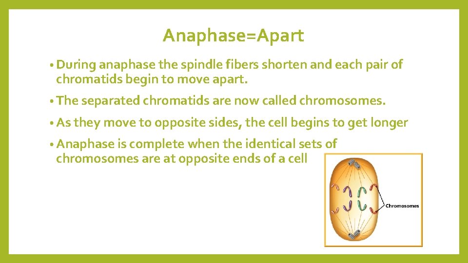 CELL CYCLE Mitosis Cell Cycle Think about how