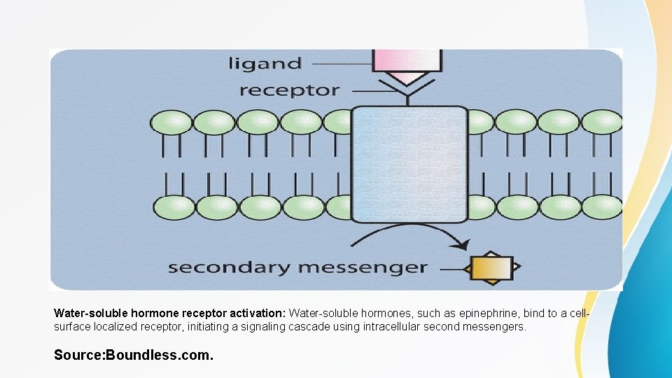 Water-soluble hormone receptor activation: Water-soluble hormones, such as epinephrine, bind to a cellsurface localized