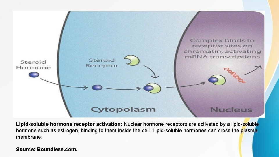 Lipid-soluble hormone receptor activation: Nuclear hormone receptors are activated by a lipid-soluble hormone such
