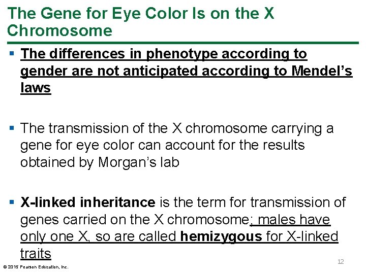 The Gene for Eye Color Is on the X Chromosome § The differences in