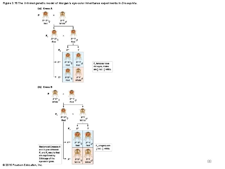 Figure 3. 19 The X-linked genetic model of Morgan’s eye-color inheritance experiments in Drosophila.
