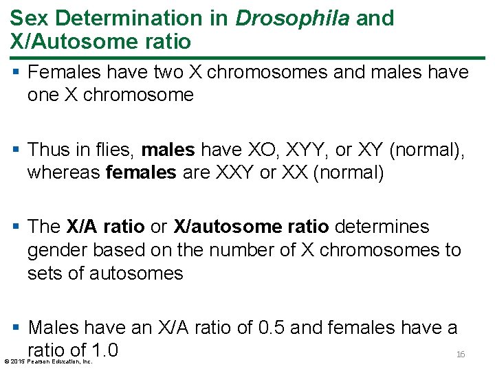 Sex Determination in Drosophila and X/Autosome ratio § Females have two X chromosomes and