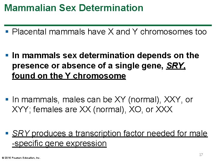 Mammalian Sex Determination § Placental mammals have X and Y chromosomes too § In