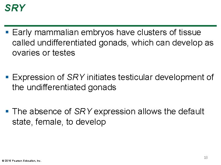 SRY § Early mammalian embryos have clusters of tissue called undifferentiated gonads, which can