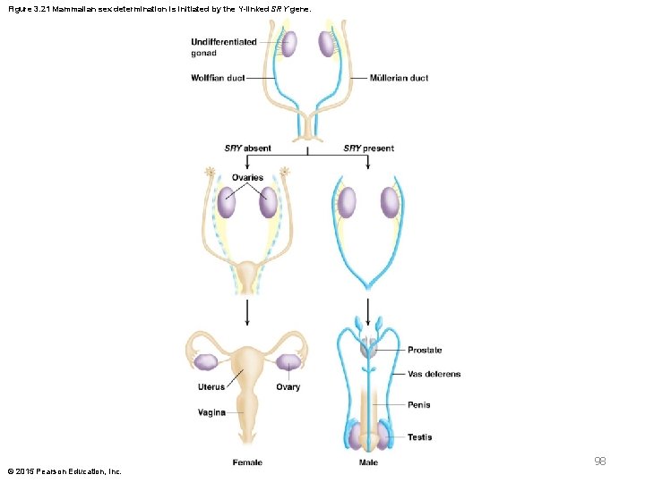 Figure 3. 21 Mammalian sex determination is initiated by the Y-linked SRY gene. 98