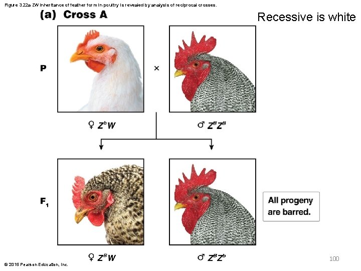 Figure 3. 22 a ZW inheritance of feather form in poultry is revealed by