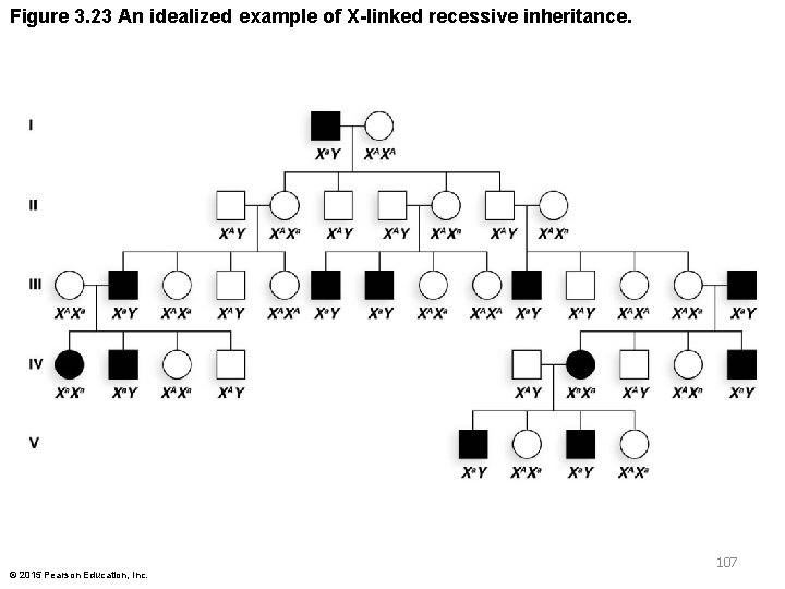 Figure 3. 23 An idealized example of X-linked recessive inheritance. 107 © 2015 Pearson