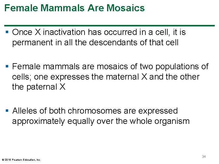 Female Mammals Are Mosaics § Once X inactivation has occurred in a cell, it