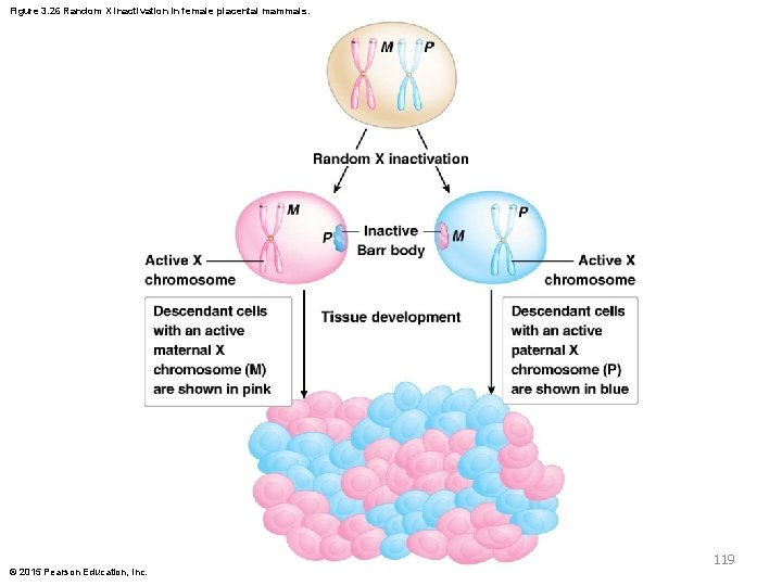 Figure 3. 26 Random X inactivation in female placental mammals. 119 © 2015 Pearson