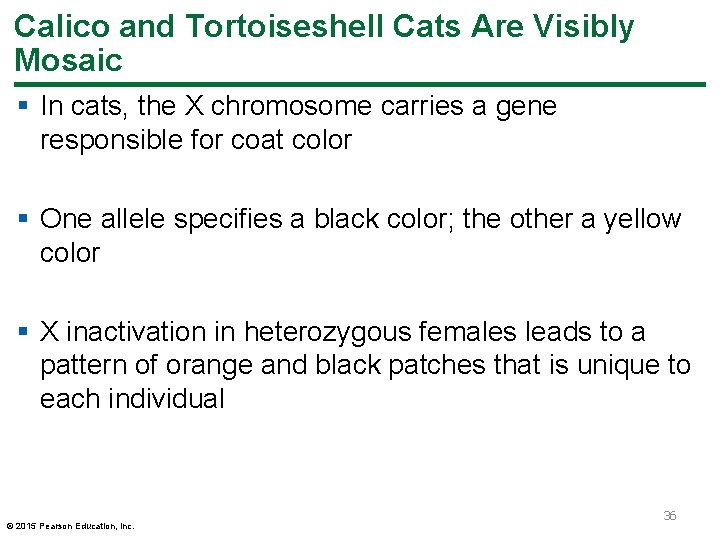 Calico and Tortoiseshell Cats Are Visibly Mosaic § In cats, the X chromosome carries