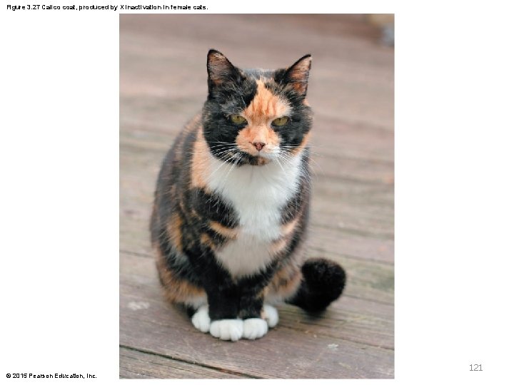 Figure 3. 27 Calico coat, produced by X inactivation in female cats. 121 ©