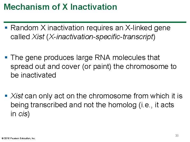 Mechanism of X Inactivation § Random X inactivation requires an X-linked gene called Xist