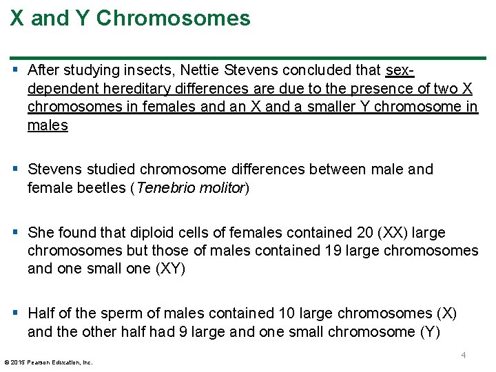 X and Y Chromosomes § After studying insects, Nettie Stevens concluded that sexdependent hereditary