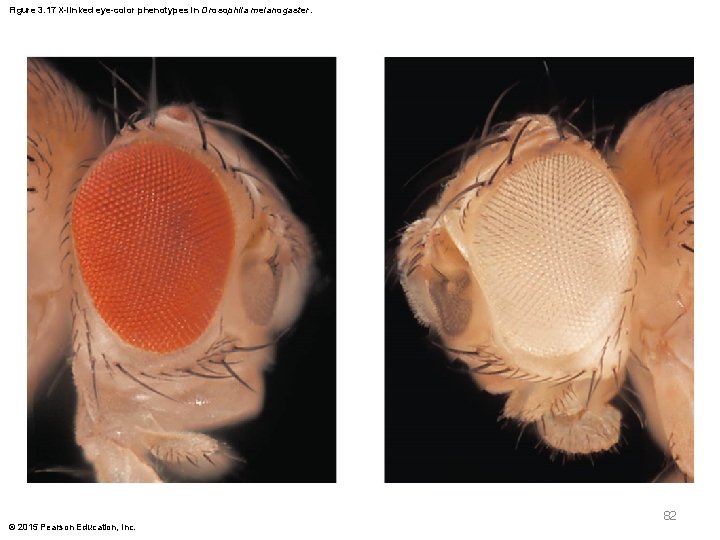 Figure 3. 17 X-linked eye-color phenotypes in Drosophila melanogaster. 82 © 2015 Pearson Education,