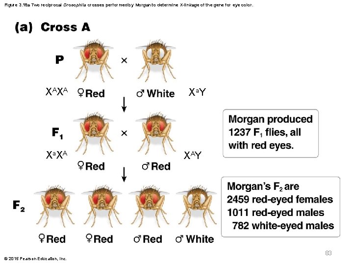 Figure 3. 18 a Two reciprocal Drosophila crosses performed by Morgan to determine X-linkage