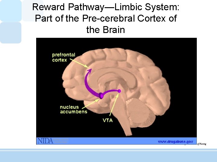 Reward Pathway—Limbic System: Part of the Pre-cerebral Cortex of the Brain 