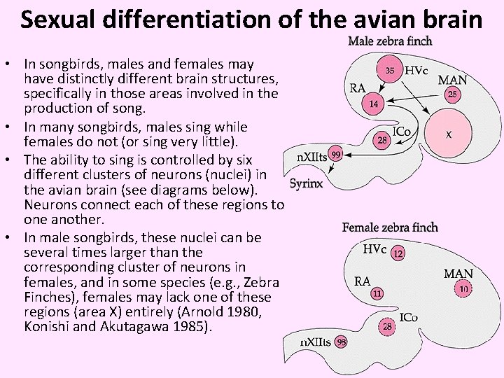 Sexual differentiation of the avian brain • In songbirds, males and females may have