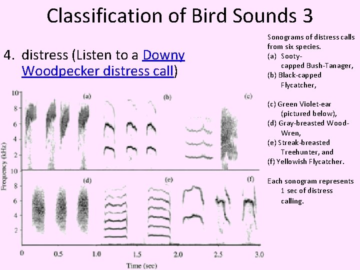 Classification of Bird Sounds 3 4. distress (Listen to a Downy Woodpecker distress call)
