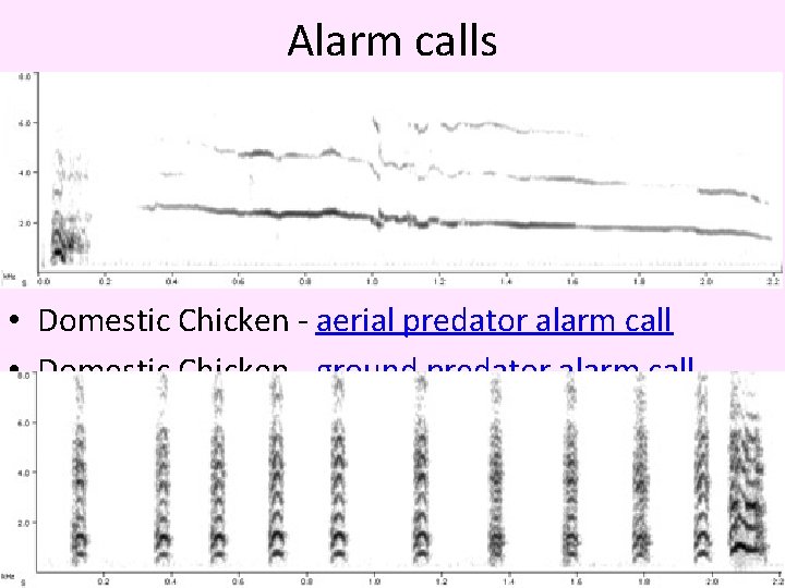 Alarm calls • Domestic Chicken - aerial predator alarm call • Domestic Chicken -