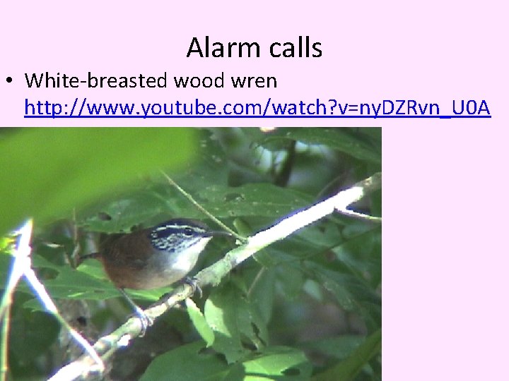 Alarm calls • White-breasted wood wren http: //www. youtube. com/watch? v=ny. DZRvn_U 0 A