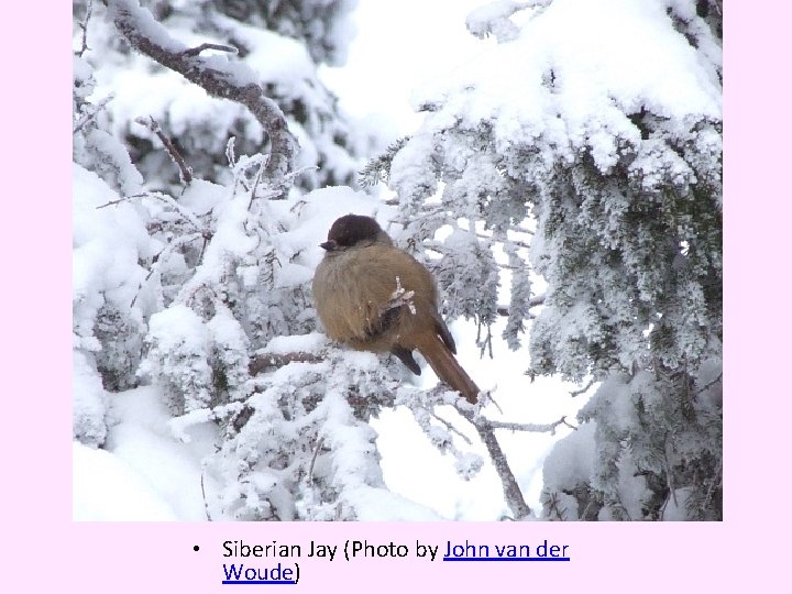  • Siberian Jay (Photo by John van der Woude) 