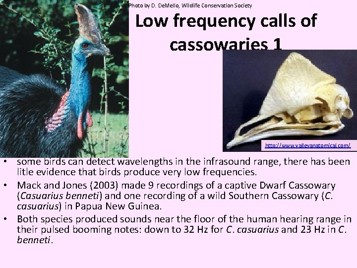 Photo by D. De. Mello, Wildlife Conservation Society Low frequency calls of cassowaries 1