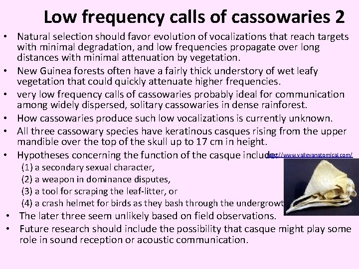 Low frequency calls of cassowaries 2 • Natural selection should favor evolution of vocalizations