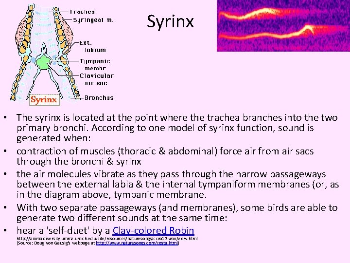 Syrinx • The syrinx is located at the point where the trachea branches into
