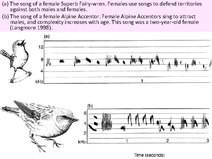 (a) The song of a female Superb Fairy-wren. Females use songs to defend territories