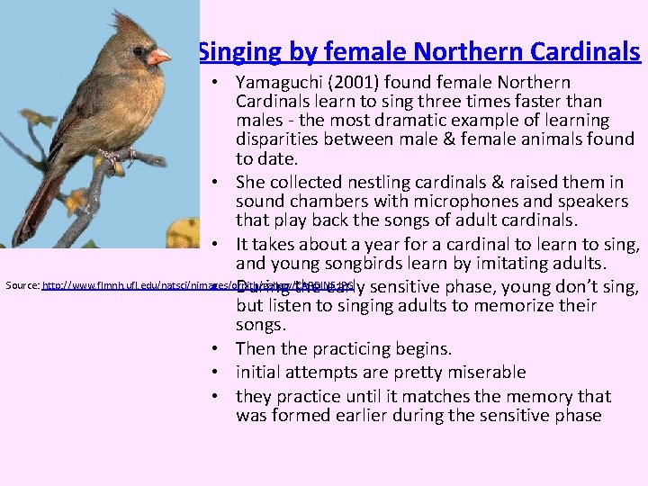 Singing by female Northern Cardinals • Yamaguchi (2001) found female Northern Cardinals learn to