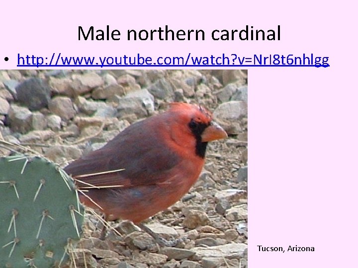 Male northern cardinal • http: //www. youtube. com/watch? v=Nr. I 8 t 6 nhlgg