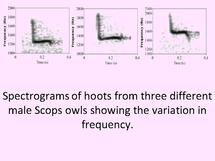 Spectrograms of hoots from three different male Scops owls showing the variation in frequency.