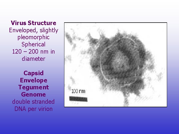 Virus Structure Enveloped, slightly pleomorphic Spherical 120 – 200 nm in diameter Capsid Envelope