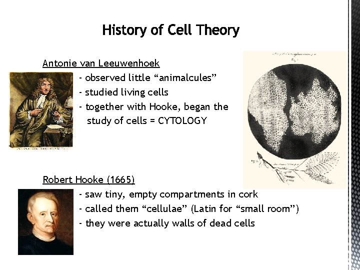 Antonie van Leeuwenhoek - observed little “animalcules” - studied living cells - together with