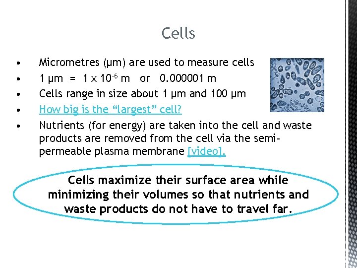 Cells • • • Micrometres (μm) are used to measure cells 1 μm =