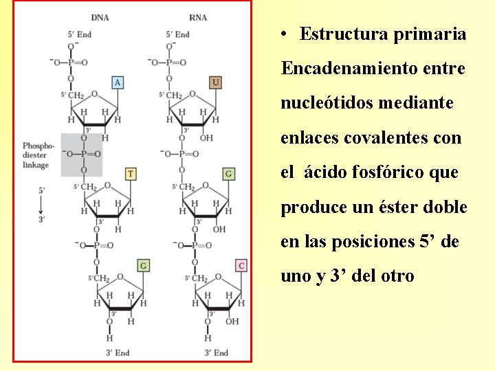  • Estructura primaria Encadenamiento entre nucleótidos mediante enlaces covalentes con el ácido fosfórico