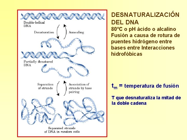 DESNATURALIZACIÓN DEL DNA 80°C o p. H ácido o alcalino Fusión a causa de