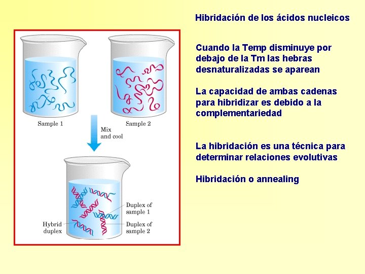 Hibridación de los ácidos nucleicos Cuando la Temp disminuye por debajo de la Tm