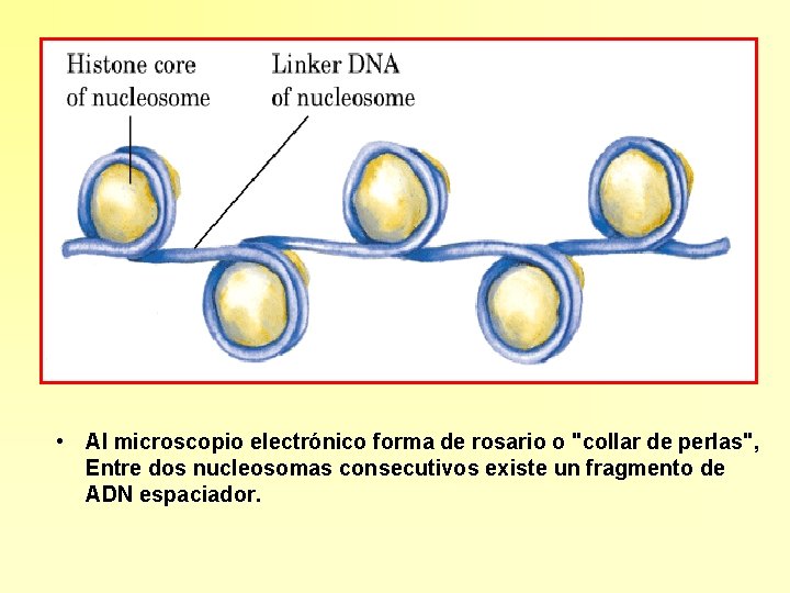  • Al microscopio electrónico forma de rosario o "collar de perlas", Entre dos