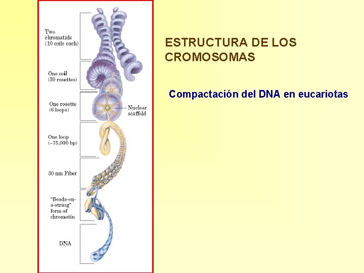 ESTRUCTURA DE LOS CROMOSOMAS Compactación del DNA en eucariotas 