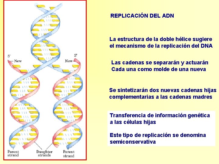 REPLICACIÓN DEL ADN La estructura de la doble hélice sugiere el mecanismo de la