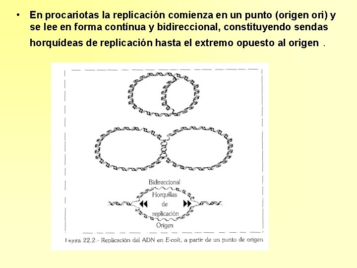  • En procariotas la replicación comienza en un punto (origen ori) y se