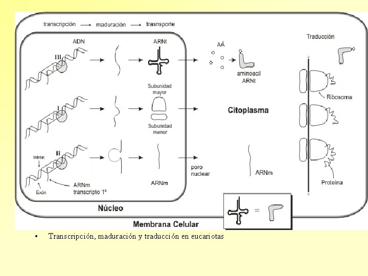  • Transcripción, maduración y traducción en eucariotas 