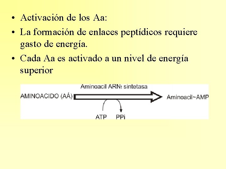  • Activación de los Aa: • La formación de enlaces peptídicos requiere gasto