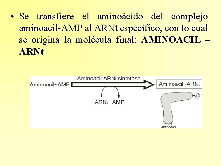  • Se transfiere el aminoácido del complejo aminoacil-AMP al ARNt específico, con lo