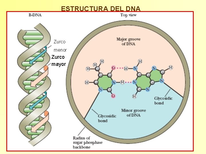 ESTRUCTURA DEL DNA Zurco menor Zurco mayor 