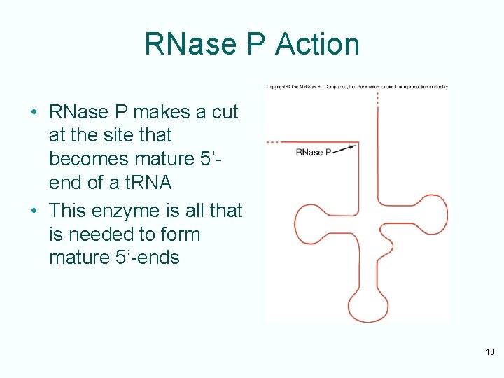 RNase P Action • RNase P makes a cut at the site that becomes